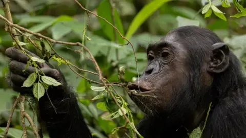 Chimpanzees Consuming an Amount Equal of a Beer Daily from Overripe Fruits, Study Reveals