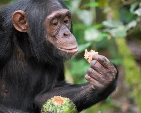 Wild Chimps Drink Daily Alcohol Equivalent to a Lager from Ripe Figs